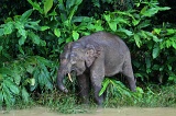 kinabatangan-img_9654