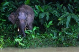 kinabatangan-img_9695