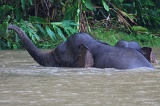 kinabatangan-img_9737