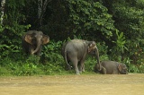 kinabatangan-img_9751