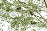 kinabatangan-img_9864