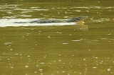 kinabatangan-img_9912