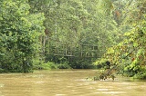 kinabatangan-img_9945