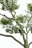 kinabatangan-img_9974