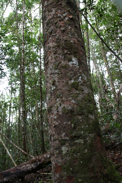 long-pasia-img_5229.jpg
