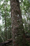 long-pasia-img_5229