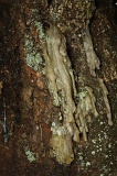 long-pasia-img_5253