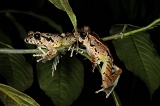 long-pasia-img_5360