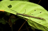 long-pasia-img_5388