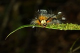 long-pasia-img_5582