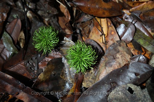 maliau-basin-gmg_7867.jpg