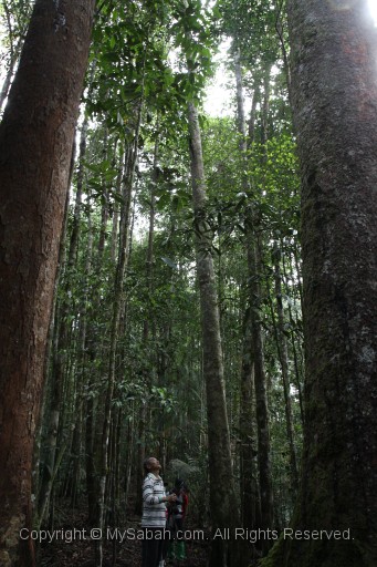 maliau-basin-img_8194.jpg