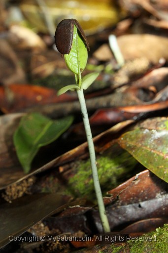 maliau-basin-img_8299.jpg