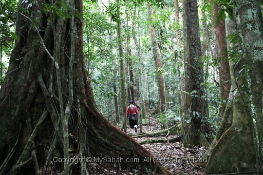 maliau-basin-img_8470.jpg