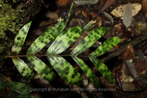 maliau-basin-img_8699.jpg