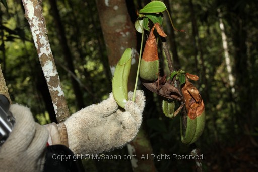 maliau-basin-img_8738.jpg