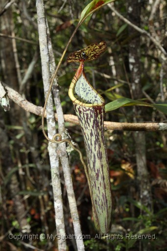 maliau-basin-img_8929.jpg