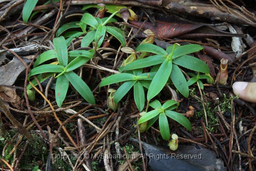 maliau-basin-img_9525.jpg