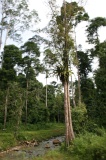 maliau-basin-bmg_5408