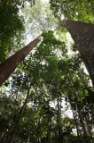 maliau-basin-img_8201