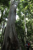 maliau-basin-img_8250