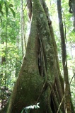 maliau-basin-img_8263