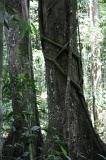 maliau-basin-img_8284