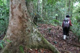 maliau-basin-img_8559