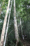 maliau-basin-img_8566