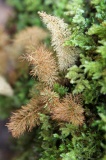 maliau-basin-img_8708