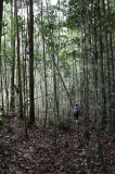 maliau-basin-img_8750