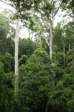 maliau-basin-img_9635