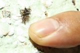 maliau-basin-img_9683