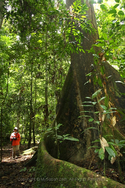 maliau-basin-img_9490.jpg