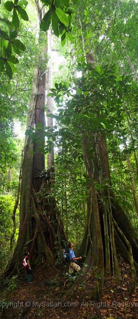 maliau-basin-tall-trees.jpg