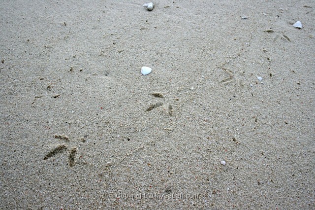 mataking-img_4198.jpg