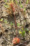 membakut-img_5733