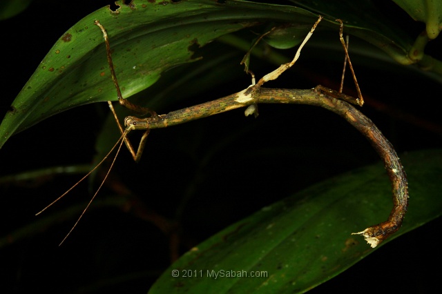 night-walk-dmg_4921.jpg