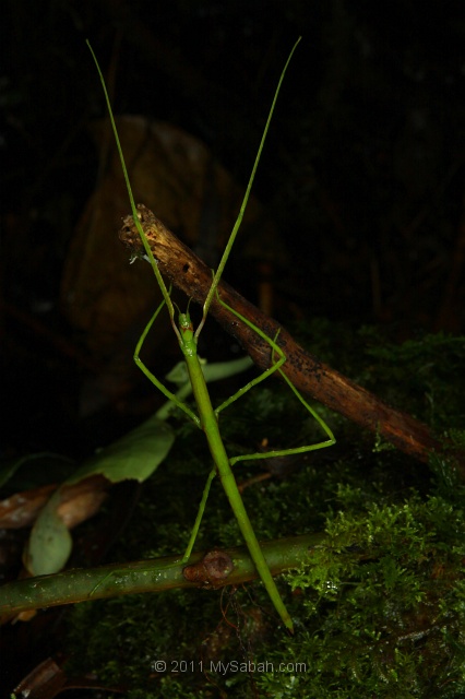 night-walk-dmg_5003.jpg