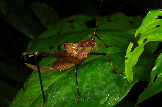 night-walk-fmg_4986.jpg