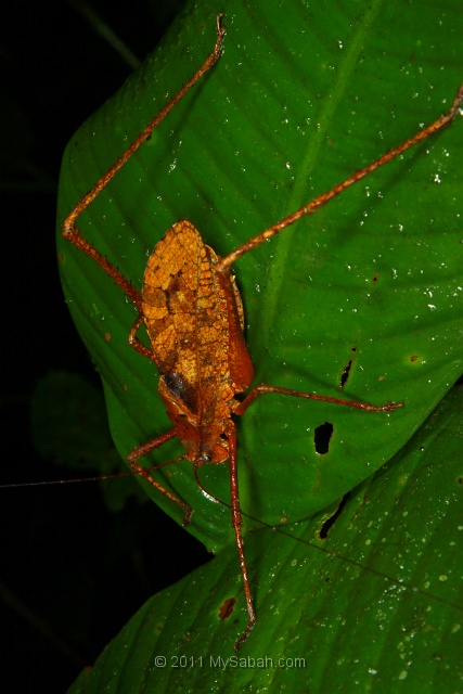 night-walk-fmg_4991.jpg