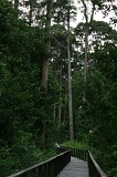 klias-peat-swamp-img_6768