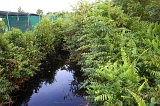 klias-peat-swamp-img_7093