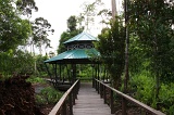 klias-peat-swamp-img_7115