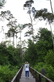 klias-peat-swamp-img_7119