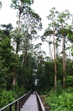 klias-peat-swamp-img_7128