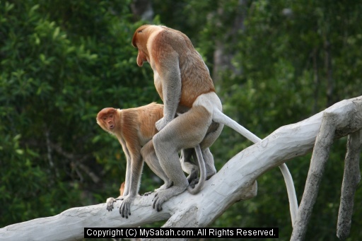Proboscis Monkey, Labuk Bay, Sabah, Malaysia/proboscis-monkey ...