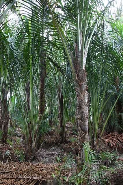 sago-img_7288.jpg