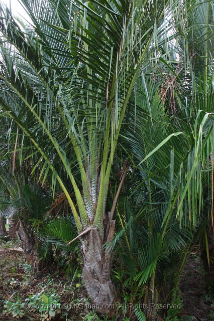 sago-img_7303.jpg