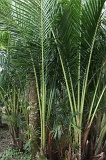 sago-img_7231